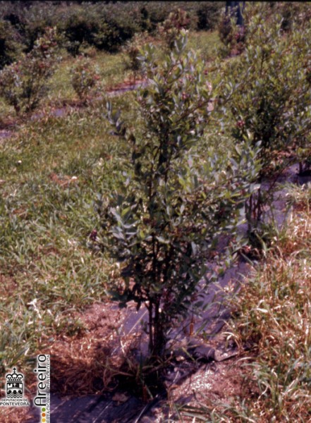 Arandano - Blueberry - Arando (Vaccinium sp.) >> Arandano (Vaccinium sp.) - Detalle plantacion.jpg
